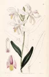 Bromheadia finlaysoniana (como sin. Bromheadia palustris)